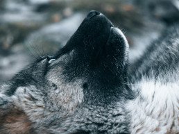 white and black wolf on snow covered ground