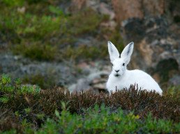 white rabbit on green grass field
