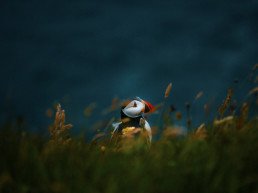 Uccello posato tra l’erba