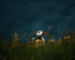 Uccello posato tra l’erba